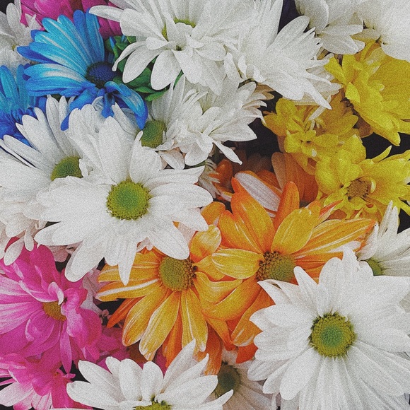 Meet your Posher, Melissa - Picture 1 of 1